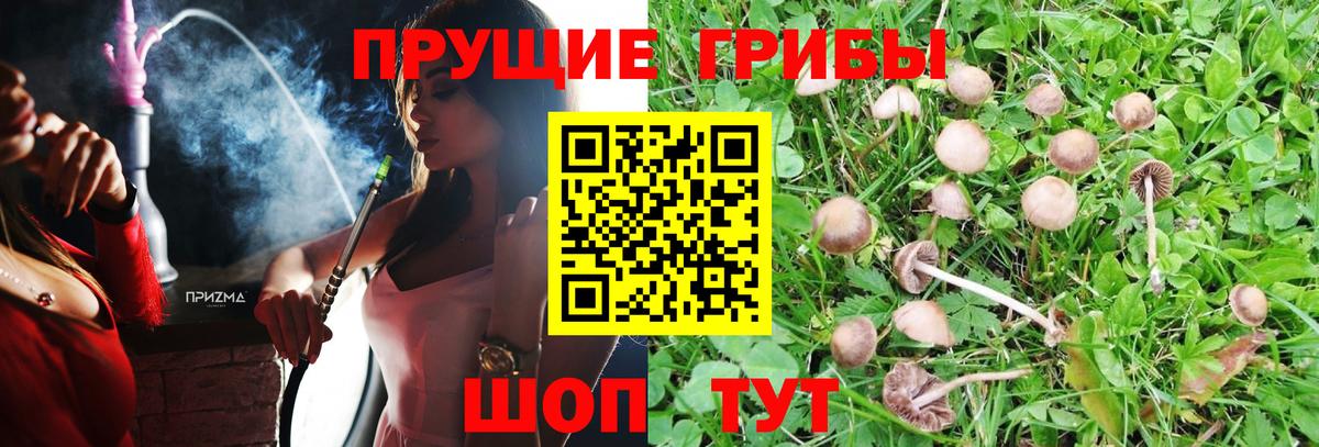 Галлюциногенные грибы прущие грибы  наркота  Малгобек  Вход с VPN 